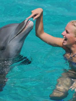 ذكاء الدلافين 