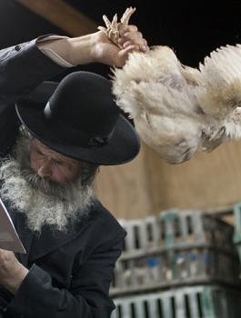 المستوطنون يقتحمون صانور 