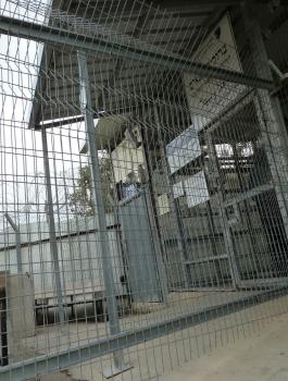 قرار بالإفراج عن الطفلة شهد ابو كويك من مخيم قلنديا