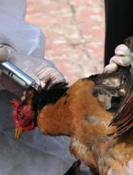 انفلونزا الطيور