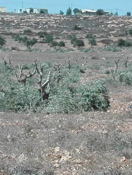 المستوطنون في الضفة الغربية 