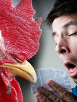 انفلونزا الطيور في فلسطين 