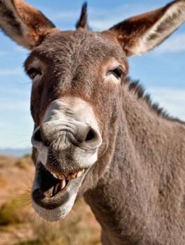 اعتقال حمير 