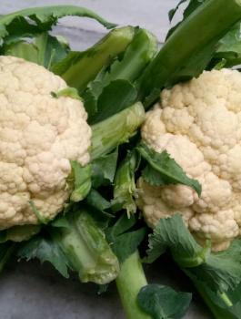 اسعار الزهرة في فلسطين 