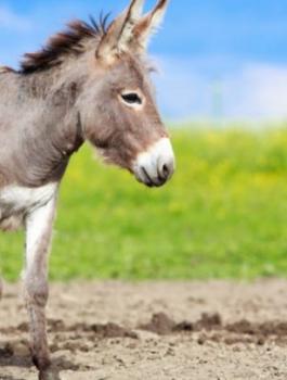 oeawzpvlrnt16_article-780x405