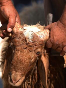 اضاحي العيد 