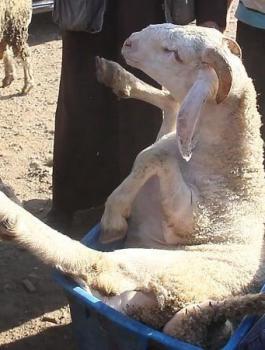 أضاحي العيد