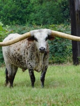 اطول قرون في العالم 