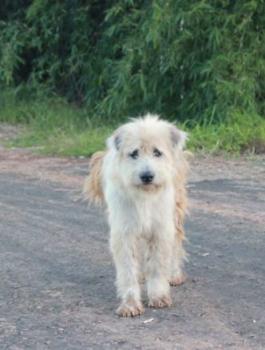 كلب ينتظر صاحبه منذ 11 عاما 