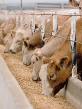 مزرعة-ماشية