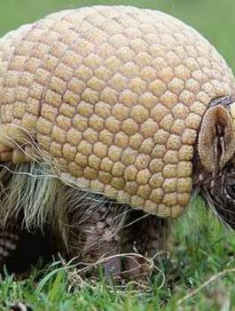  أطلق النار على حيوان 