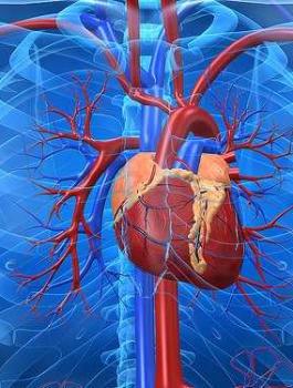 القلب وحاسة الشم 