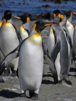  وصول شحنة من البطاريق القطبية إلى مصر