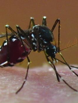 بعوضة النمر الأسود في فلسطين 