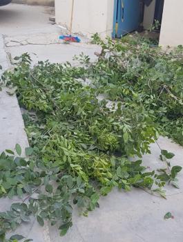 ضبط اشجار قات مخدر في رام الله 