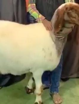 بيع نعجة في الكويت 