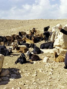 رعاة الاغنام في الاغوار الشمالية 