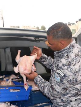 اتفلاف 250 كغم دجاج غير صالح للاستهلاك الآدمي في رام الله