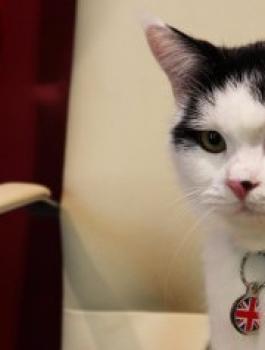 القط المحظوظ! 