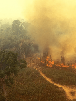 حرائق في الامازون