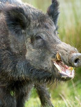 بلدية سلفيت وقتل الخنازير البرية 