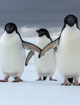 طائر البطريق 