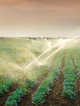 القبض على مزارعين يقومون بري الخضروات بمياه المجاري 