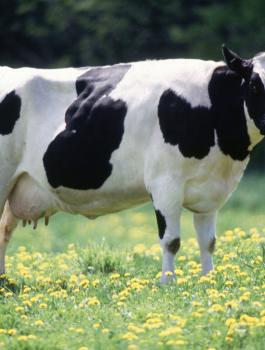 اسرائيل والزراعة والعجول 