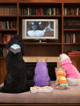 أول فندق للكلاب في الاردن 