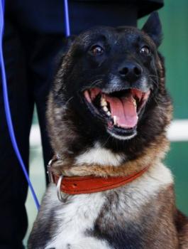 الكلاب الامريكية الى مصر والاردن 