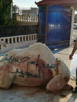 نحر 50 جملاً عن روح الشهيد 