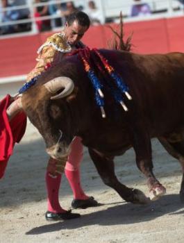 تعثَّر فنطحه الثور.. مقتل مصارع ثيران بطريقة مأساوية