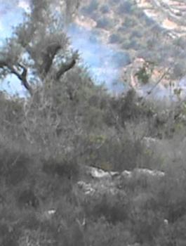 المستوطنون وقاطفي الزيتون 