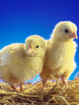 0Lil_Peeps