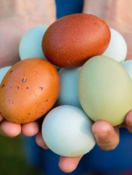 اختراع كرتونة البيض 