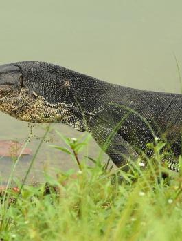 معركة بين السرعوف والسحلية