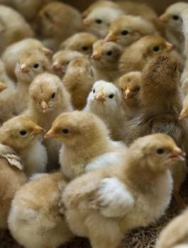 ضبط 5600 صوص مهربة من إسرائيل في الخليل