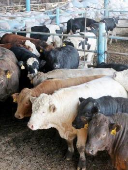 المفتي يؤكد جواز التضحية بالعجول المسمنة 