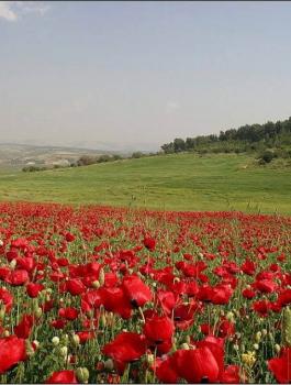 حالة الطقس في فلسطين 
