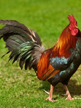 الامن الجزائري يعتقل ديك 