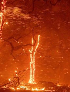 نيران تشتعل في اشجار الزيتون في جنين 