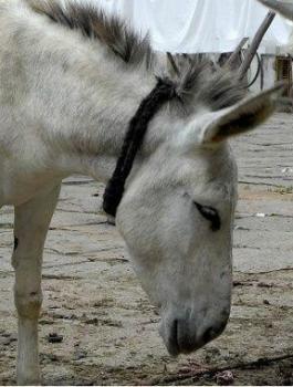 ملحمة لبيع لحوم الحمير 