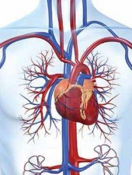 جسم-الانسان