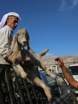 سعر الاضحية في الضفة الغربية 
