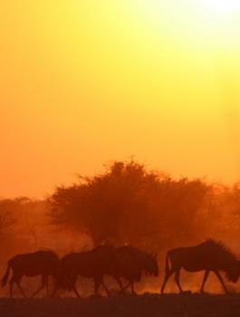 موجة حارة تضرب فلسطين 