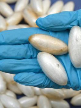 cocaine-mules-504x362