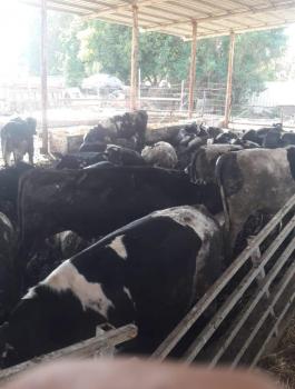 ضبط عجول في طوباس 