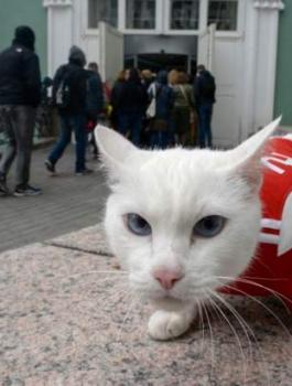 القط "أخيل" عراف مونديال 2018 لتوقع النتائج