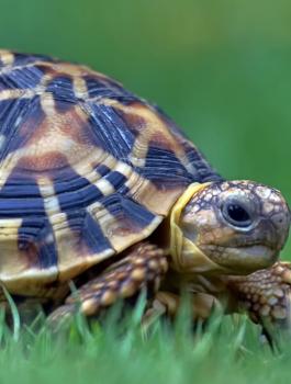 سرقة سلحفاتين نادرتين من حديقة حيوان بمصر