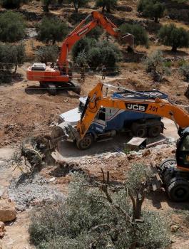 اقتلاع اشجار الزيتون في برطعة 